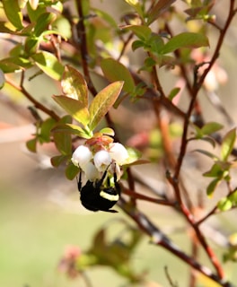 A bumblebee is hanging underneath a cluster of white blossoms on a branch surrounded by green leaves. The background is softly blurred, giving prominence to the bee and flowers.