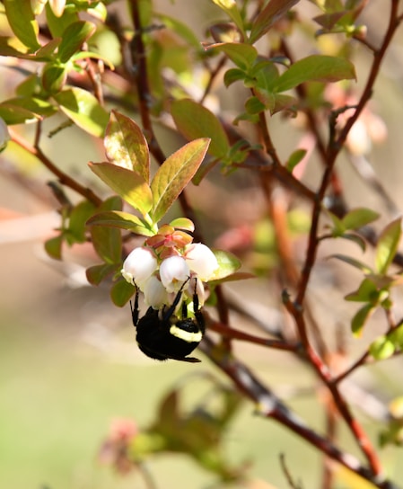A bumblebee is hanging underneath a cluster of white blossoms on a branch surrounded by green leaves. The background is softly blurred, giving prominence to the bee and flowers.