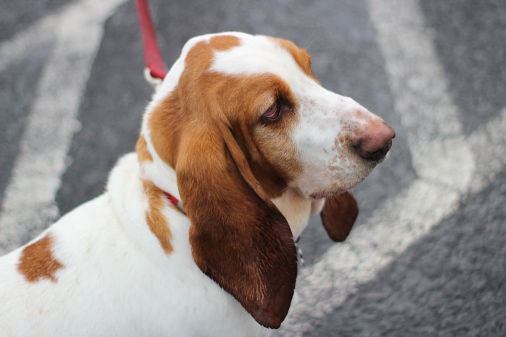 brown and white short-coat dog