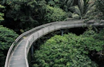bridge above trees