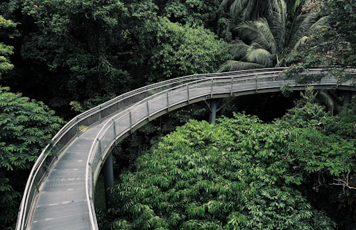 bridge above trees
