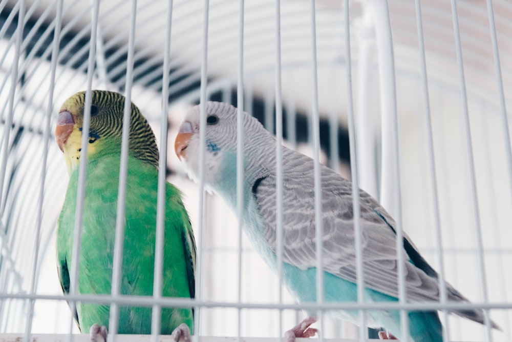 two green and gray birds in cage close-up photography