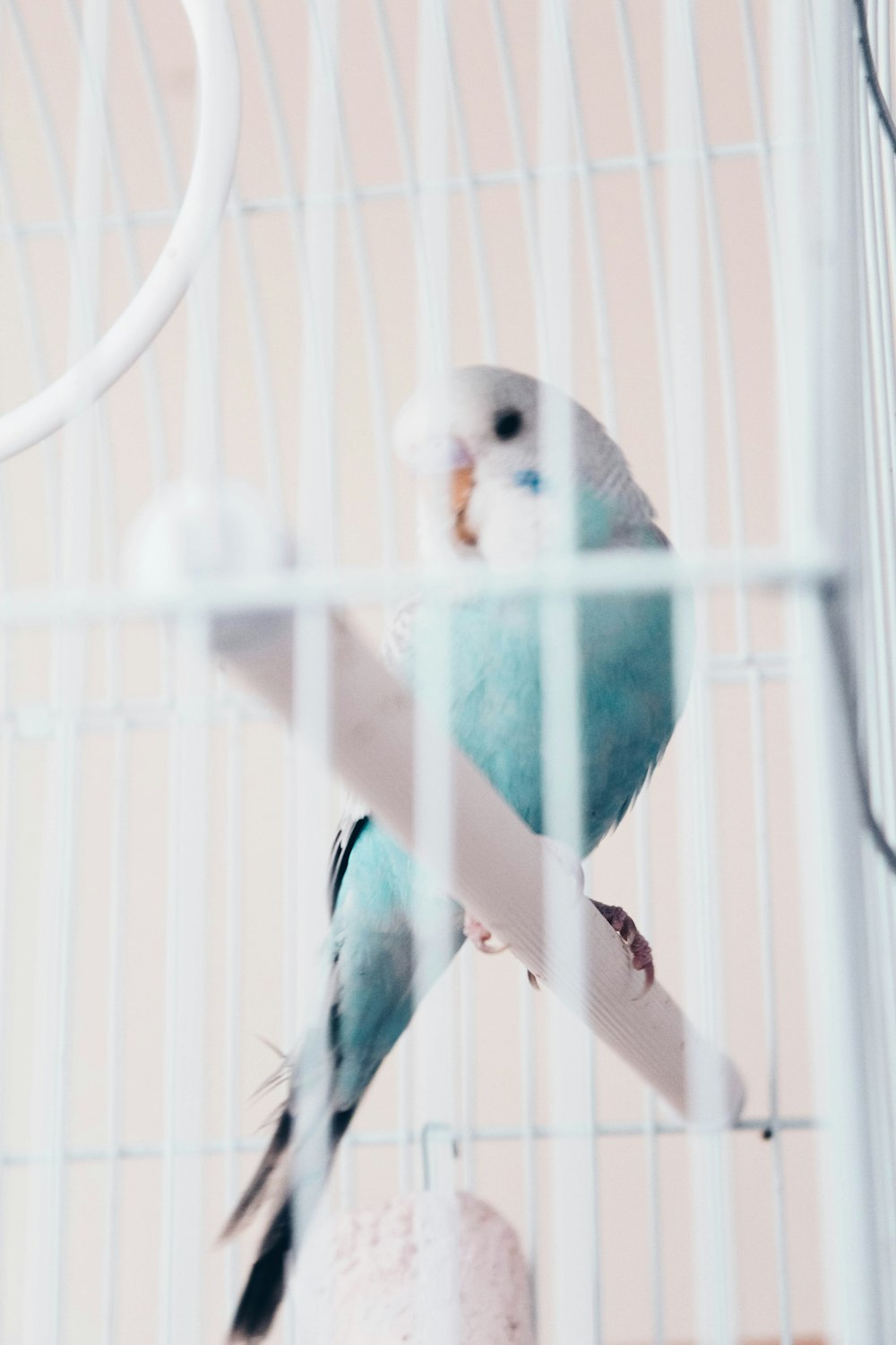 blue budgerigar bird in white metal bird cage