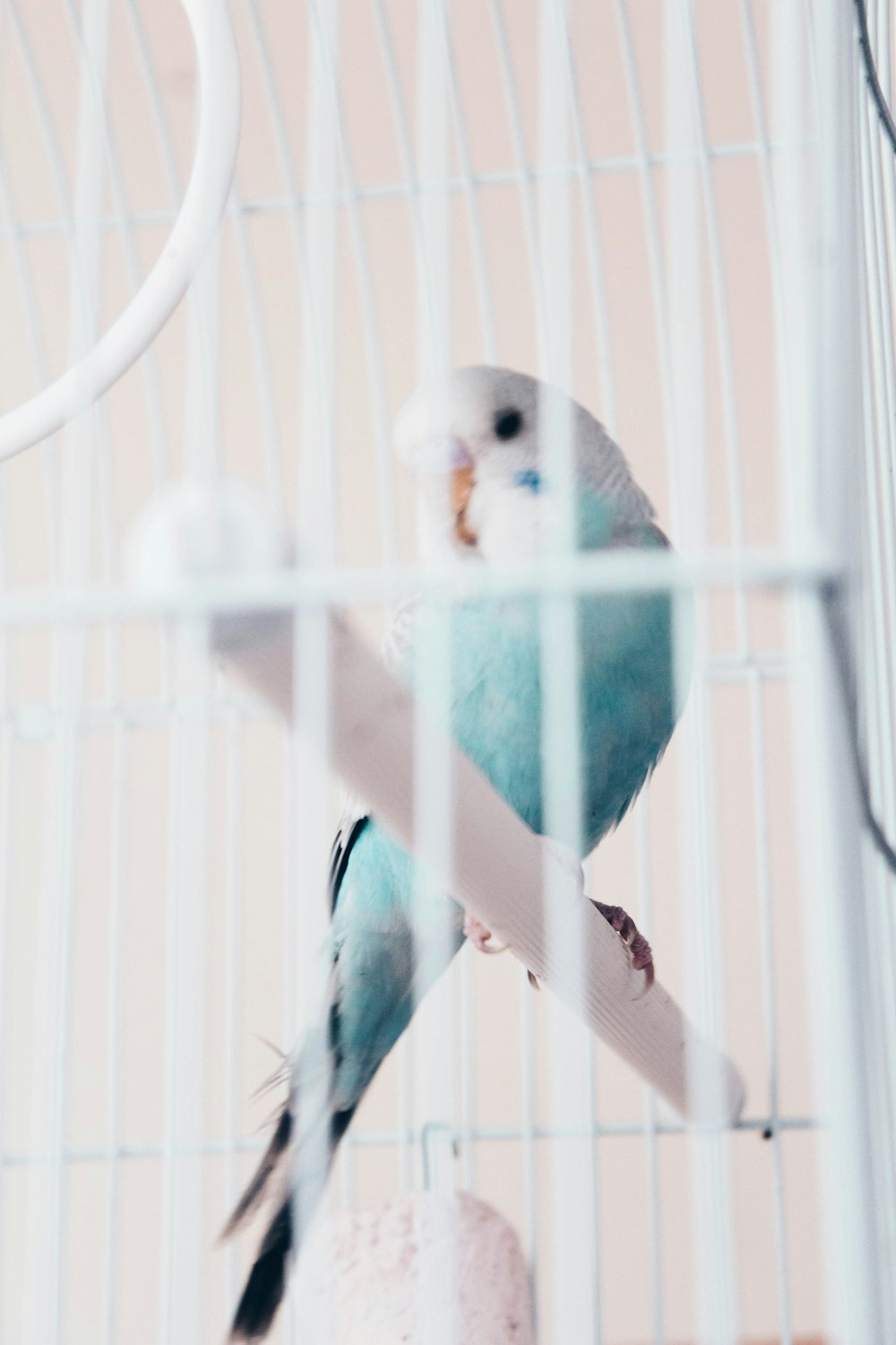 Oiseau perruche ondulée bleue dans une cage à oiseaux en métal blanc