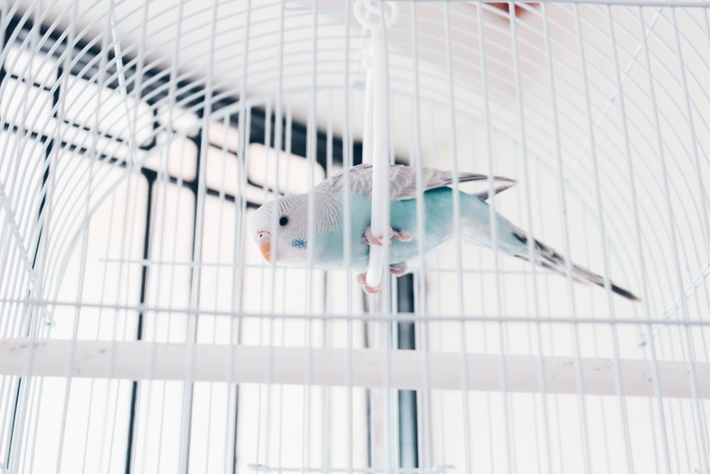 white and blue budgerigar