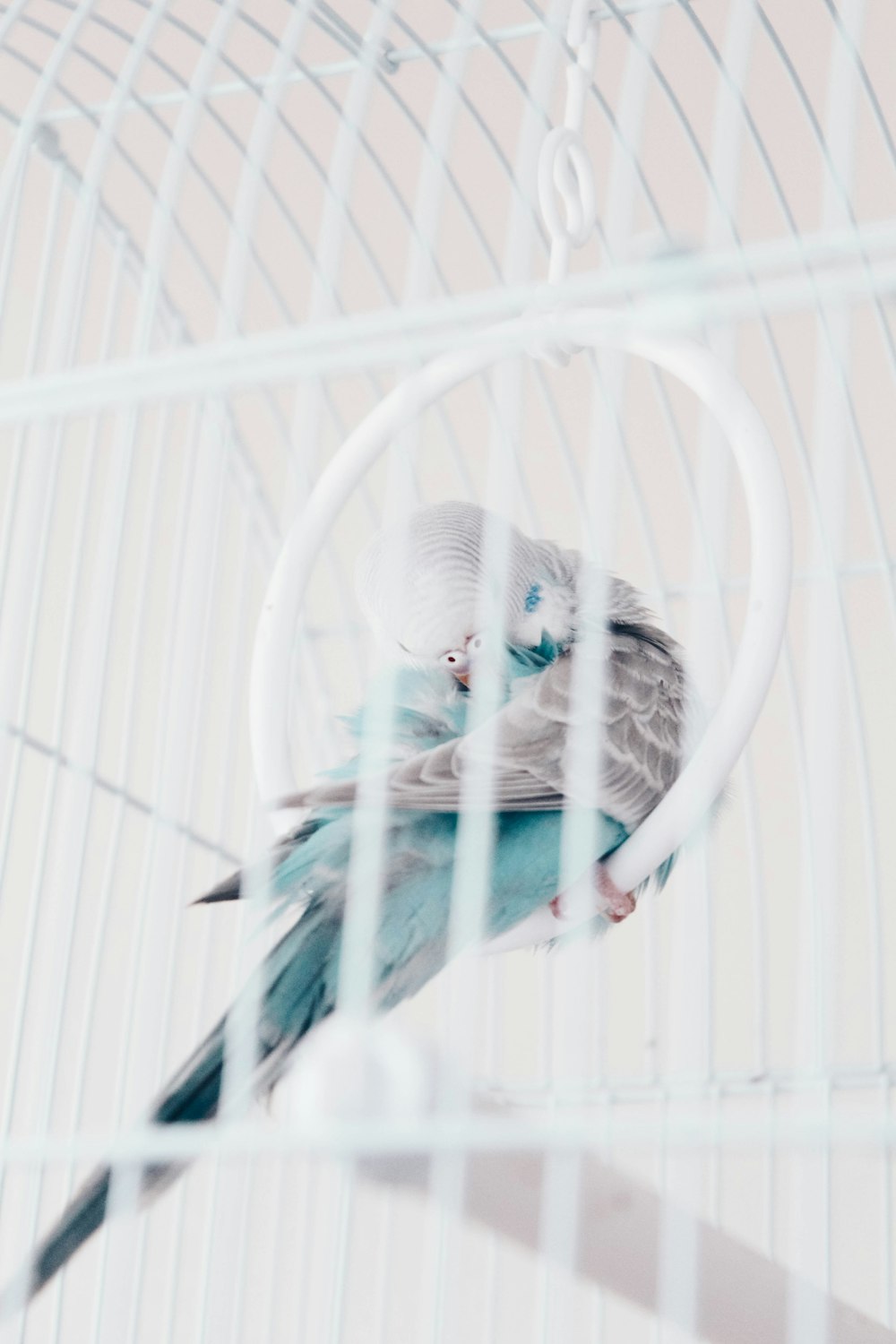 blue and grey bird in white metal cage