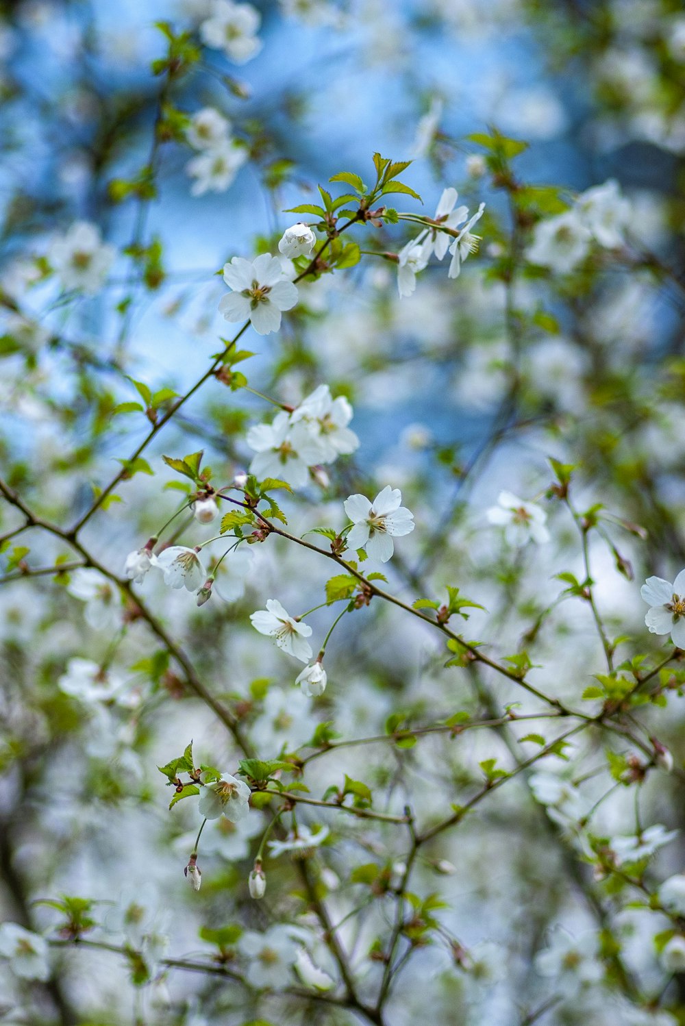 white petaled flower during daytime