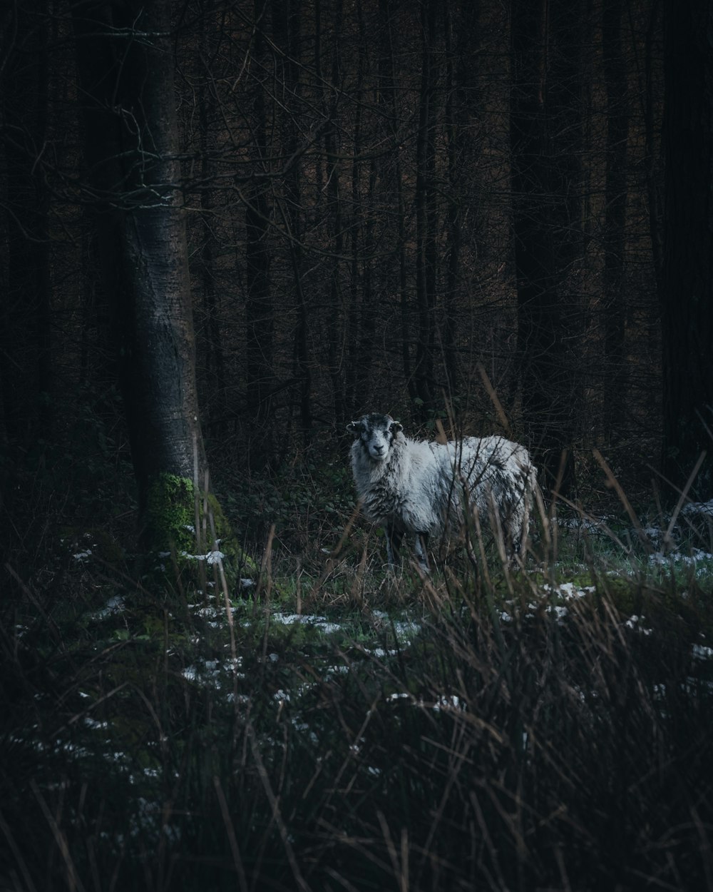 white sheep near trees