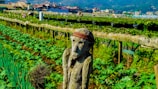 A wooden carved figure resembling a human stands prominently in a lush green vegetable garden. The garden is neatly organized with rows of lush plants, possibly lettuce or other greens, and features signs indicating different crops, like cherry tomatoes. In the background, there are greenhouses covered with plastic sheeting and some distant residential buildings and hills.