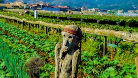 A wooden carved figure resembling a human stands prominently in a lush green vegetable garden. The garden is neatly organized with rows of lush plants, possibly lettuce or other greens, and features signs indicating different crops, like cherry tomatoes. In the background, there are greenhouses covered with plastic sheeting and some distant residential buildings and hills.