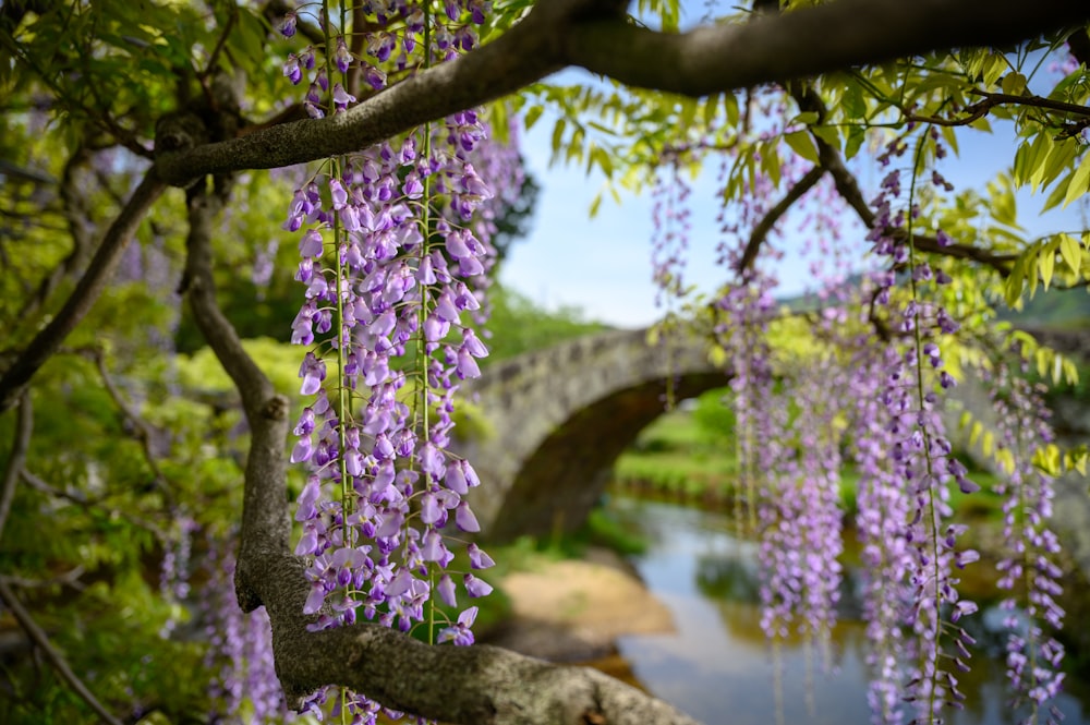 purple flowers