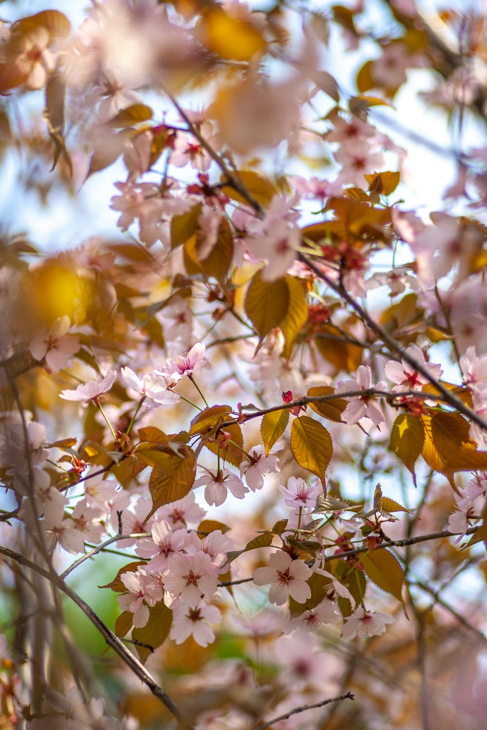 白い花びらの花のクローズアップ写真