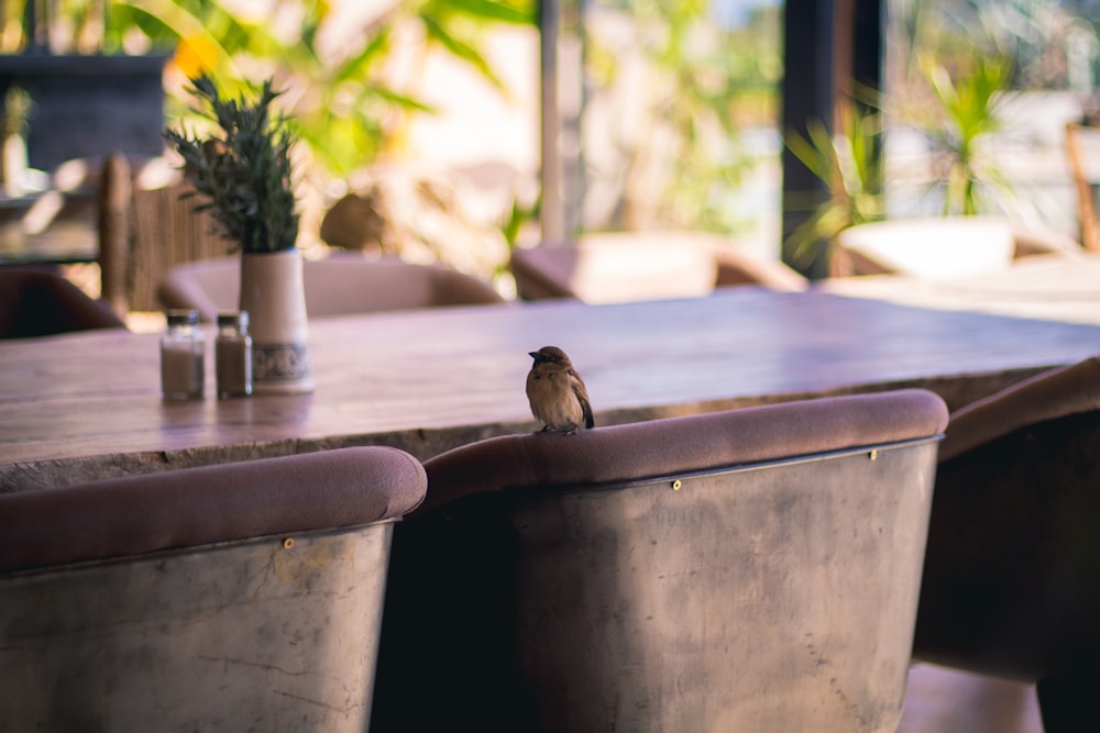 bird on chair backrest