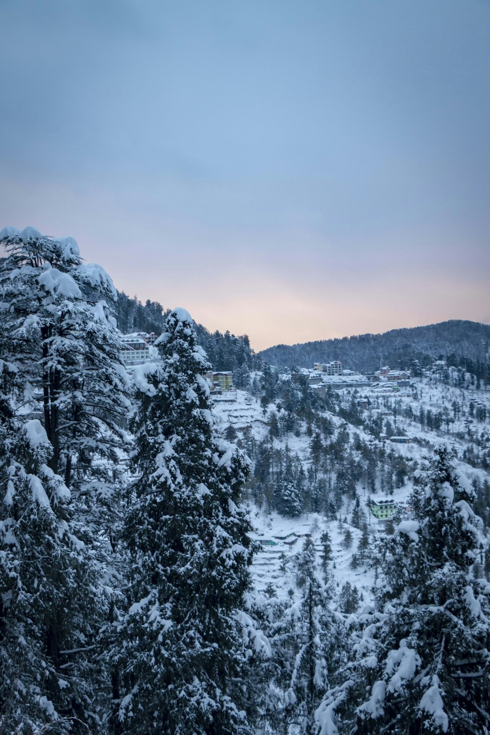 trees on mountain