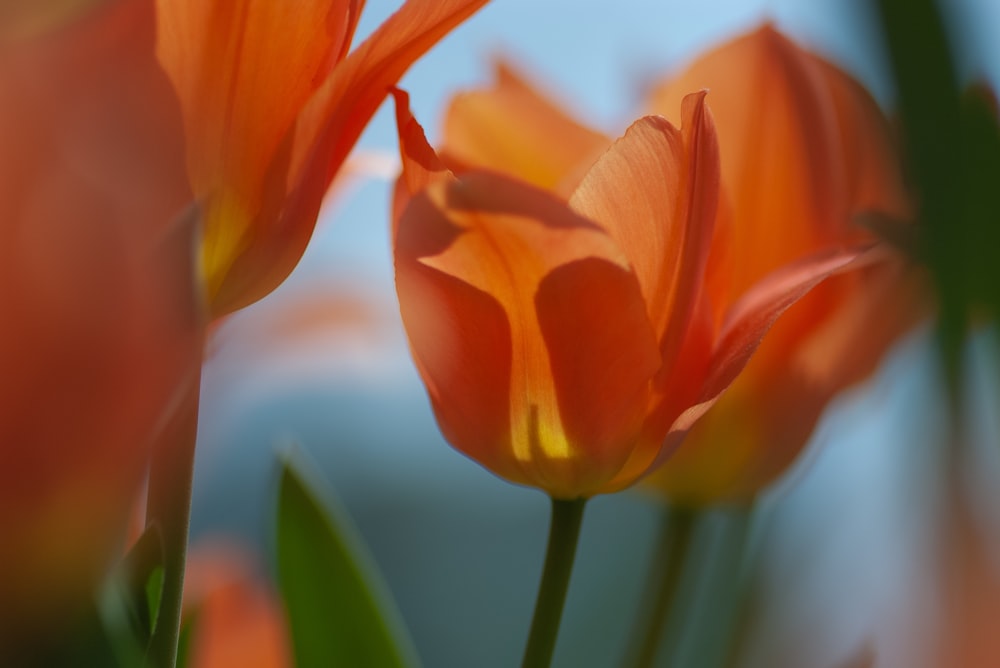 orange petaled flowers