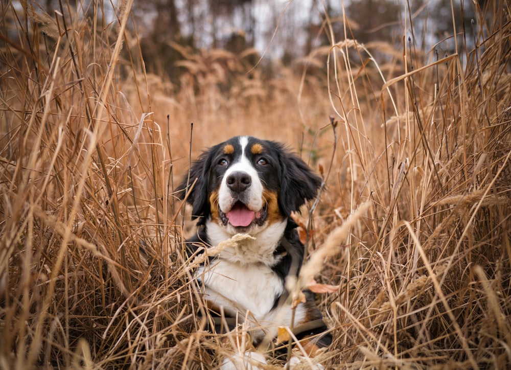 short-coated black and white dog on field