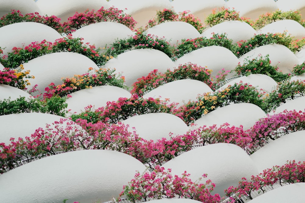 close-up photo of pink petaled flowers