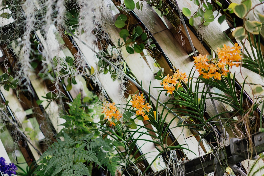 yellow petaled flower plants