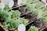 Close-up of Nutririshi’s freshly harvested microgreens, packed with flavor and nutrients for a healt