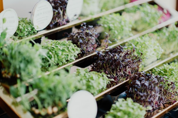 A collection of various microgreens displayed in several parallel trays, each containing a different type or color of sprouts. The greens vary from vibrant green to deep purple, with small labels indicating their types.