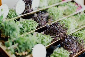 A collection of various microgreens displayed in several parallel trays, each containing a different type or color of sprouts. The greens vary from vibrant green to deep purple, with small labels indicating their types.
