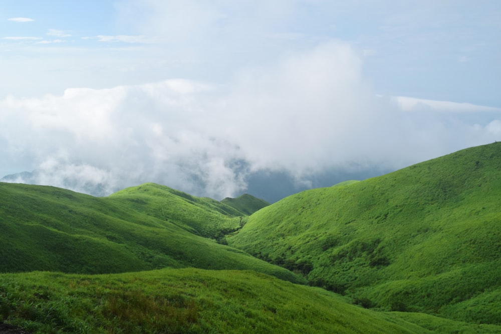 árvore de folhas verdes