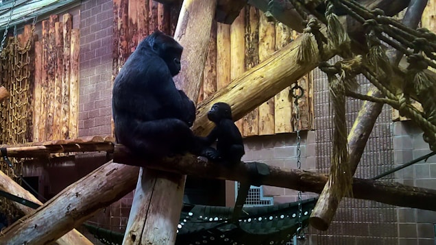 A large gorilla and a smaller gorilla sit facing each other on wooden beams surrounded by ropes and chains in an indoor enclosure. The background features wooden panels and textured walls, creating a naturalistic environment.