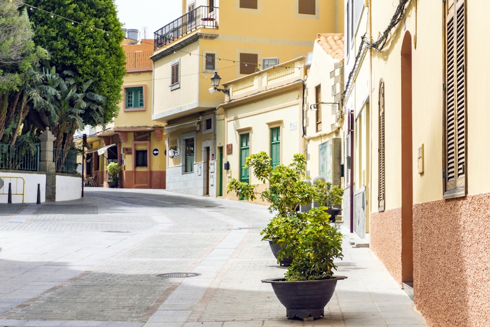 potted plants on sidewalk