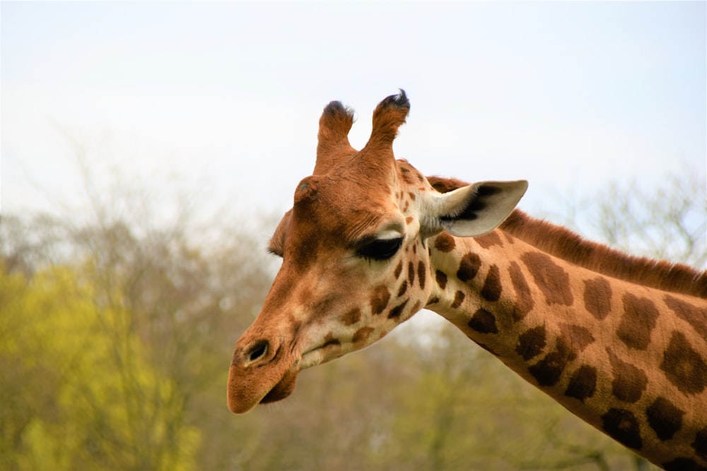 brown and black giraffe during daytime close-up photography