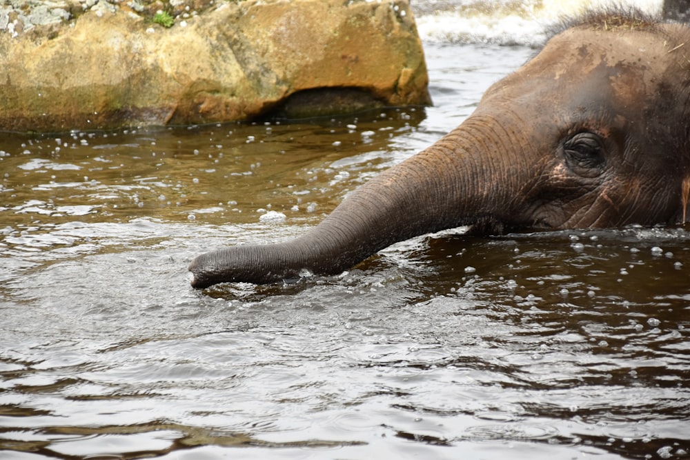 gray elephant on body of water