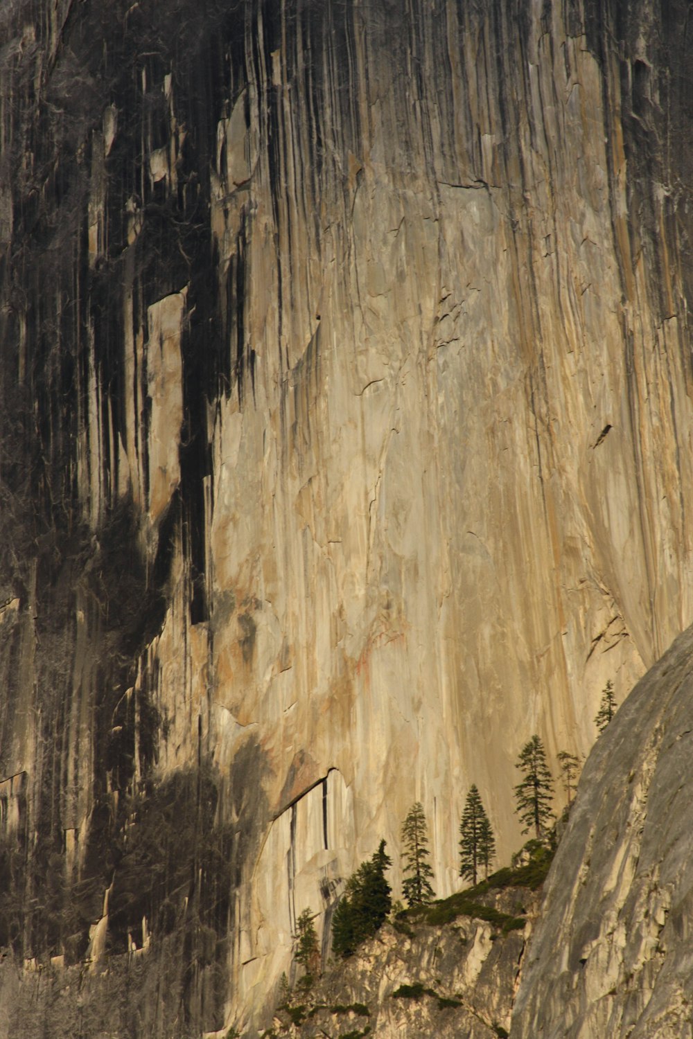 beige and black tree bark