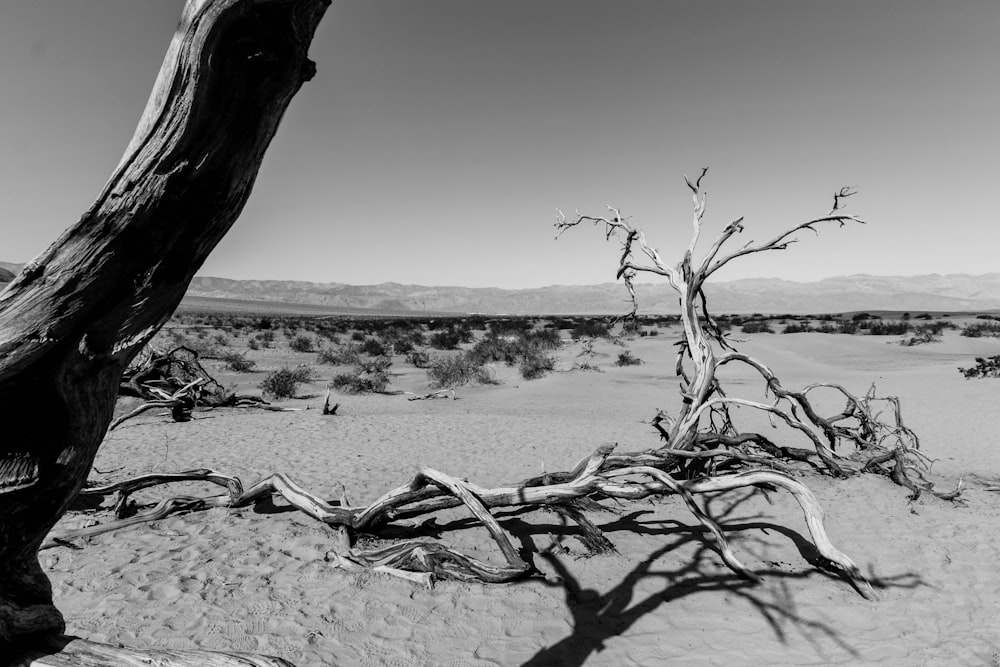 driftwood on sand near grass