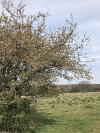 A tree with sparse foliage stands in a grassy field under a partly cloudy sky. In the background, more trees can be seen across the landscape, suggesting a natural and open environment.