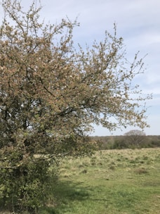 A tree with sparse foliage stands in a grassy field under a partly cloudy sky. In the background, more trees can be seen across the landscape, suggesting a natural and open environment.