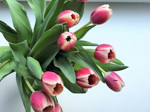 Tulip Whisper Bundle