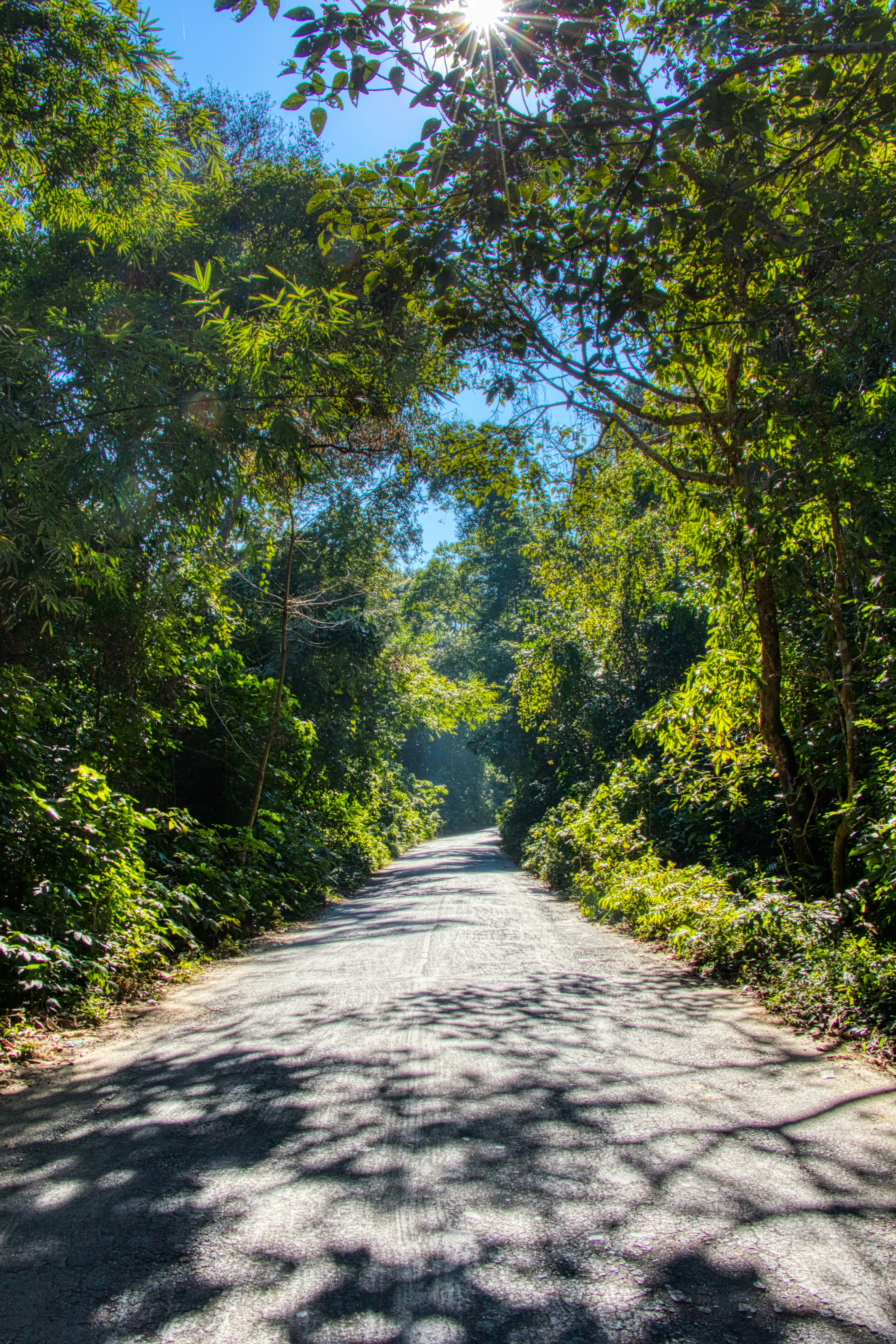 Sunlit Forest Path