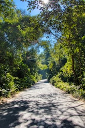 A sunlit path winding through a quiet forest symbolizing personal growth and new beginnings.