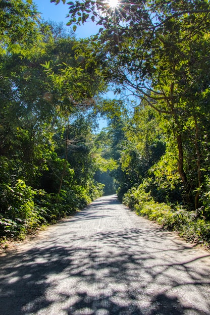 A sunlit path winding through a quiet forest symbolizing personal growth and new beginnings.