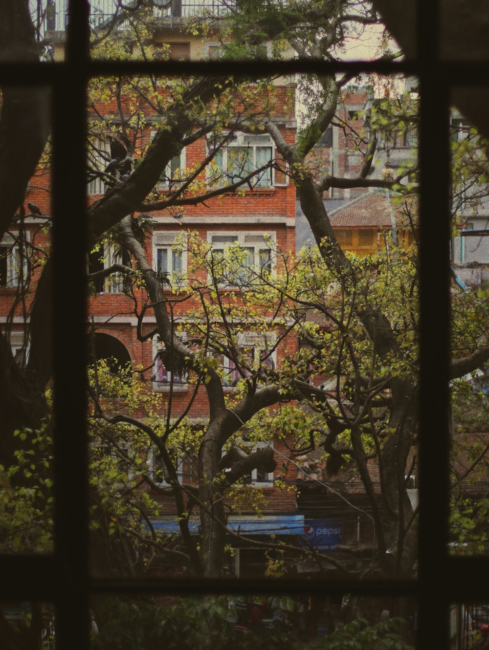 trees near brown building