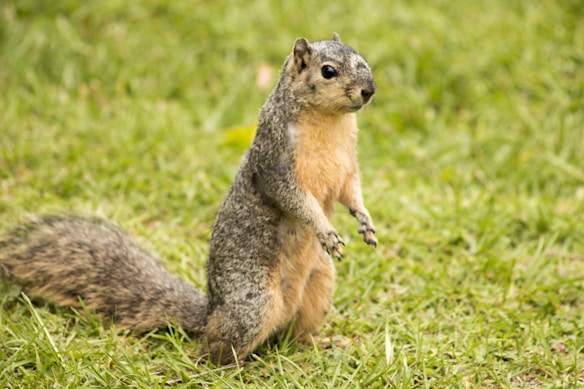 A squirrel stands upright on its hind legs against a grassy background, with its bushy tail visible and grey and brown fur prominently featured.
