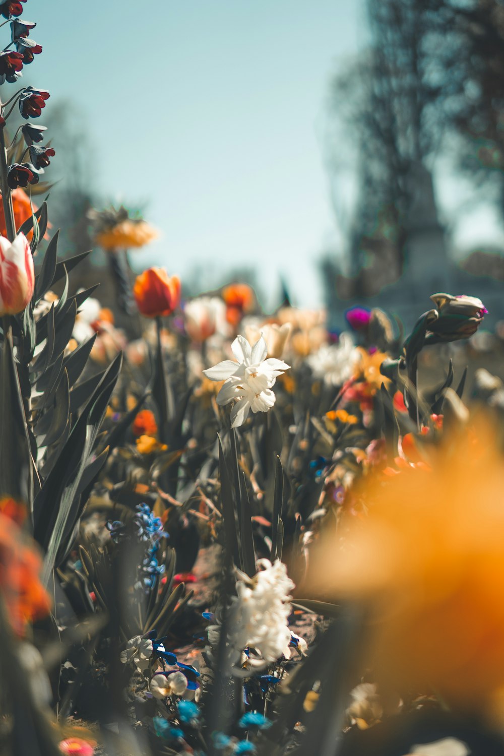 assorted flowers field