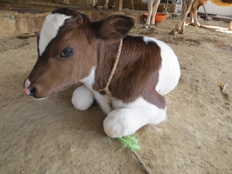 A young brown and white calf is resting on a light-colored dirt floor. The calf is tied with a rope around its neck. In the background, parts of other cows and farm equipment can be observed.