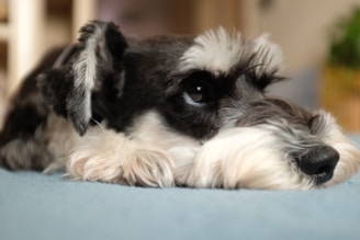 A schnauzer dog rests on a soft blue surface, gazing off into the distance. Its fur is a mix of black, white, and gray. The dog's expression appears calm and contemplative.