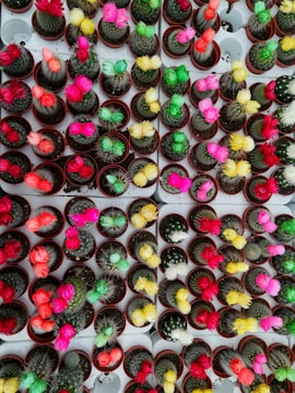 Multiple small potted cacti arranged in a grid pattern, each cactus adorned with brightly colored artificial flowers. The flowers vary in color, including pink, red, yellow, green, and white.