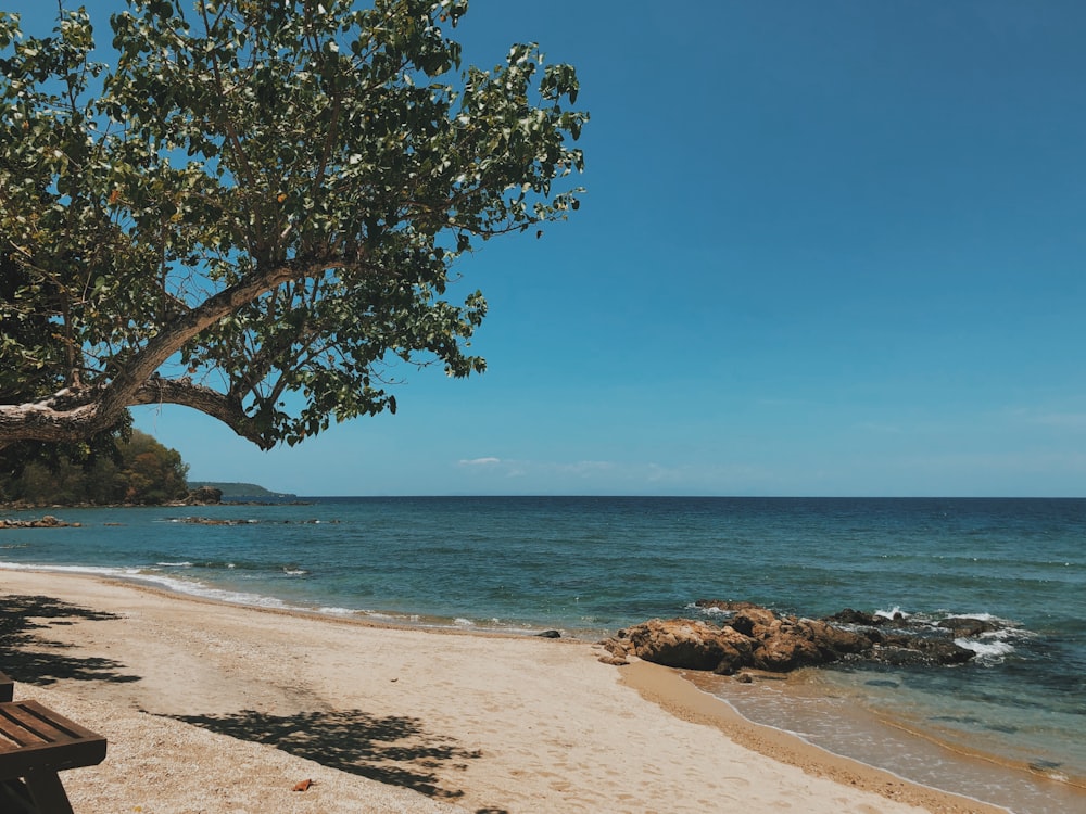 trees on white sand