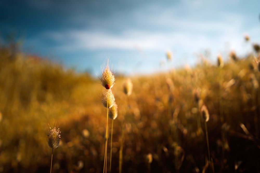 brown wheat field