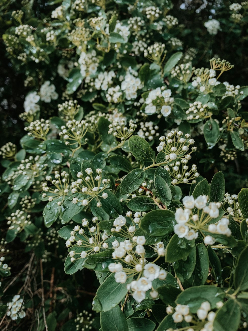 white cluster flowers