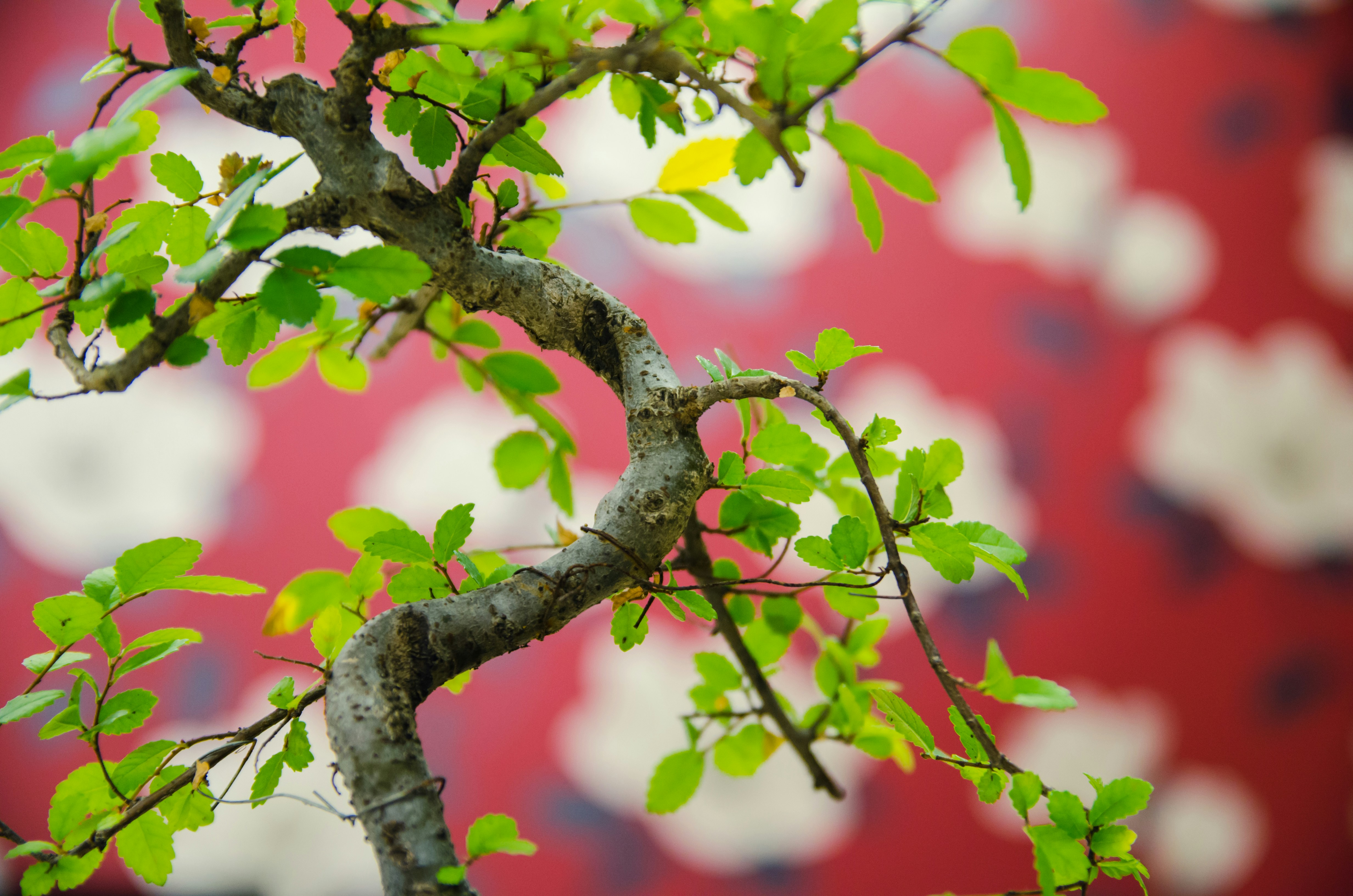 A close-up of a Chinese Elm bonsai tree branch with green leaves against a red and white patterned background.