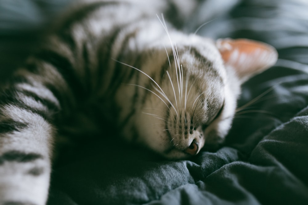 gray tabby cat on linen