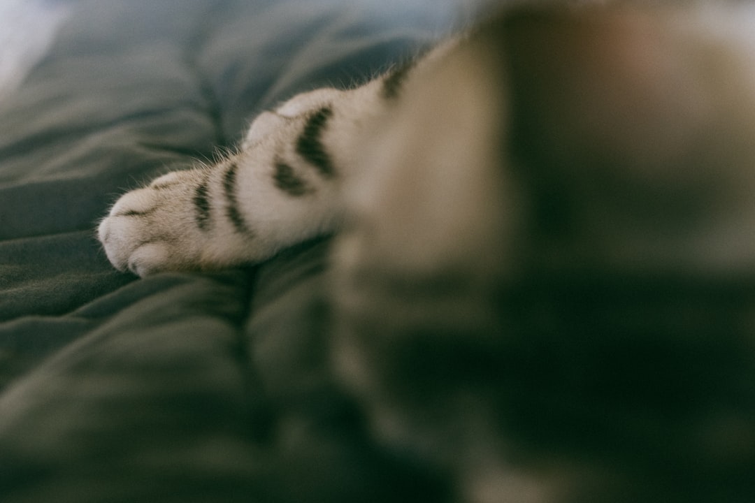 silver tabby cat,